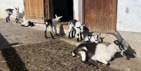 Pfauenziegenbock