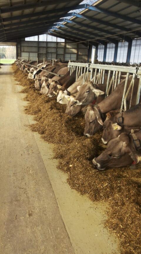 Braunvieh Kälber, Rinder, Kühe