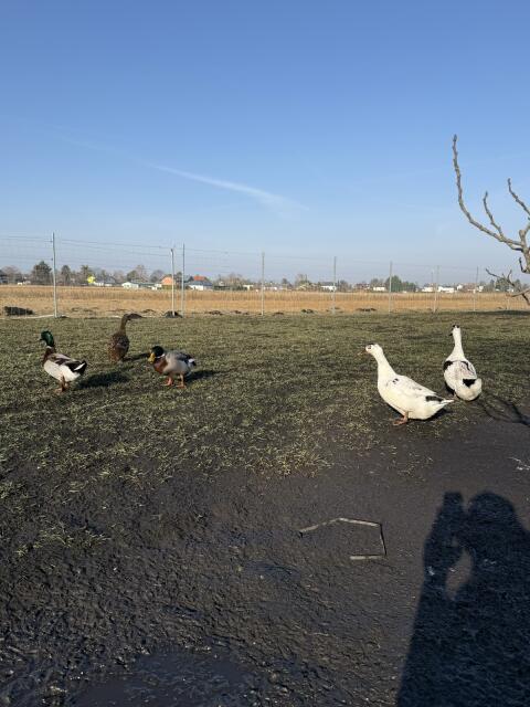 Rouen Clair-Pekingenten  mix  Bruteier