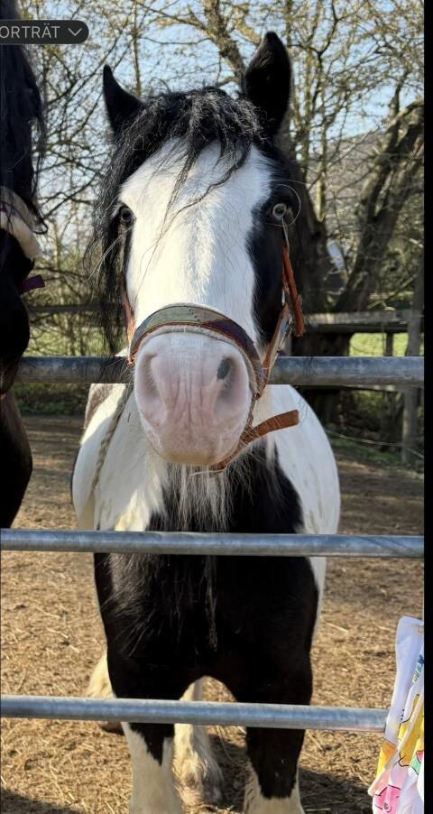 Tinker/Irish Cob Amberwoods Casper
