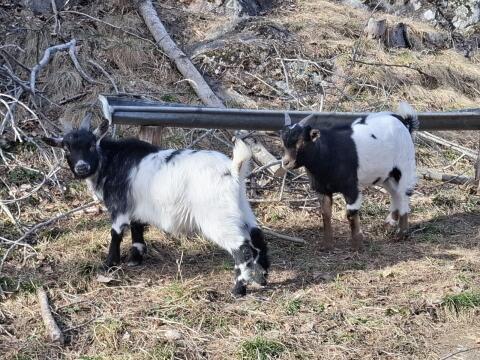 Mini-Zwergziegenböcke (1x kastriert, 1x intakt)