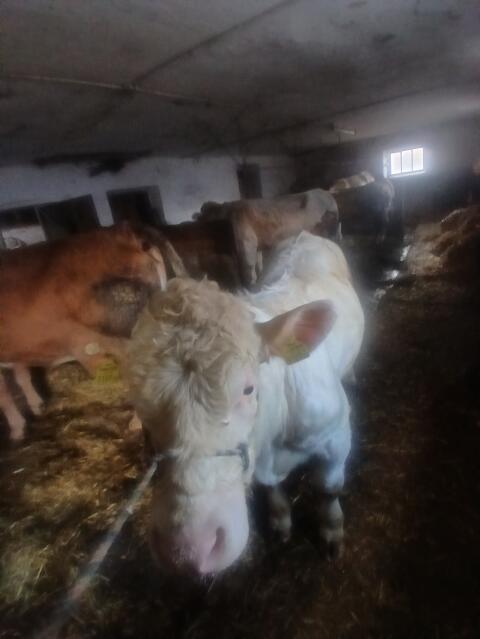 Charolais