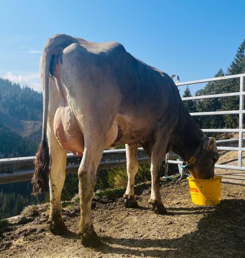 Brown Swiss Erstkalbskuh