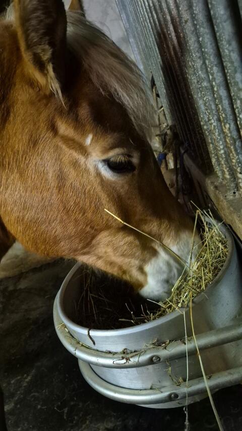 Haflinger Stute