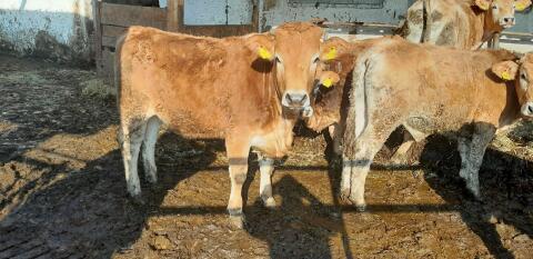 Murbodner Zuchtkalbinnen