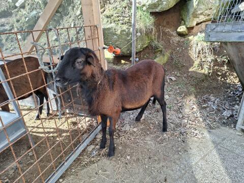 Barbados Black Belly Böcke