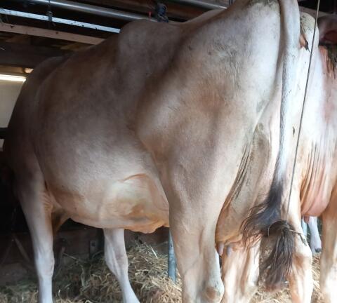 Brown Swiss Kuh