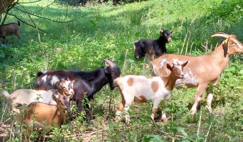 Landschaftspflege mit Miniziegen