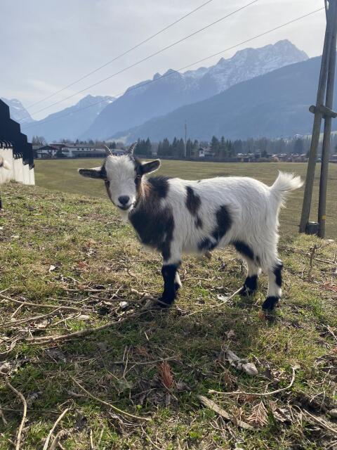 Zwergziege zu verkaufen