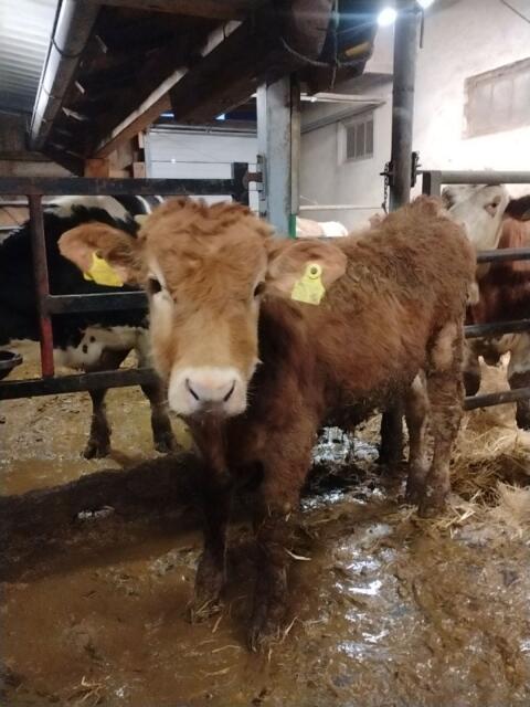 Murbodner Einsteller