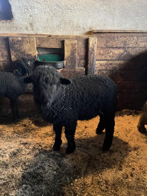 Lämmer zu verkaufen