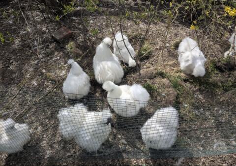 Seidenhühner weiß ohne Bart abzugeben 1:3