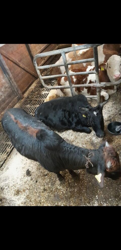 Zebu