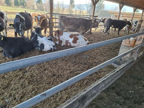 Trächtige Kalbinnen