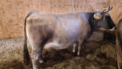 Tiroler Grauviehkuh