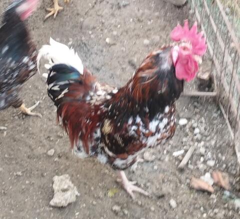 Blumenhahn und Sulmtaler Hähne