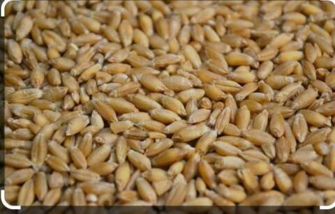 Suche Triticale, Weizen