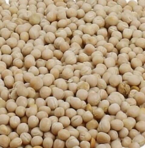 Suche Bio Erbsen, Peluschken, Ackerbohnen