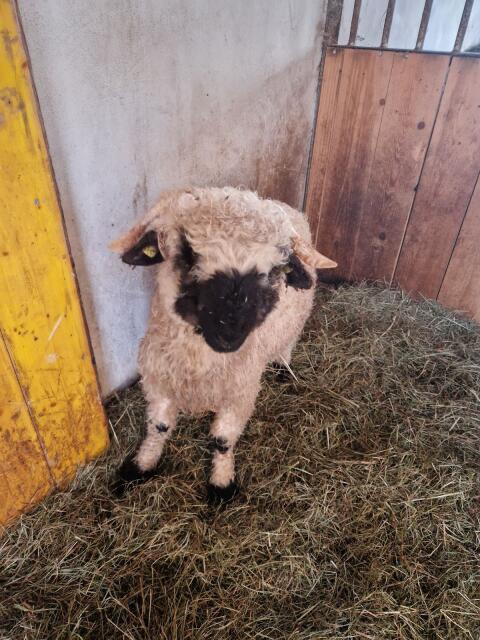 Walliser Schwarznasen Widder