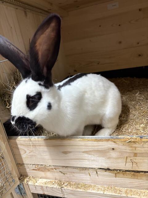 Riesenscheck Kaninchen