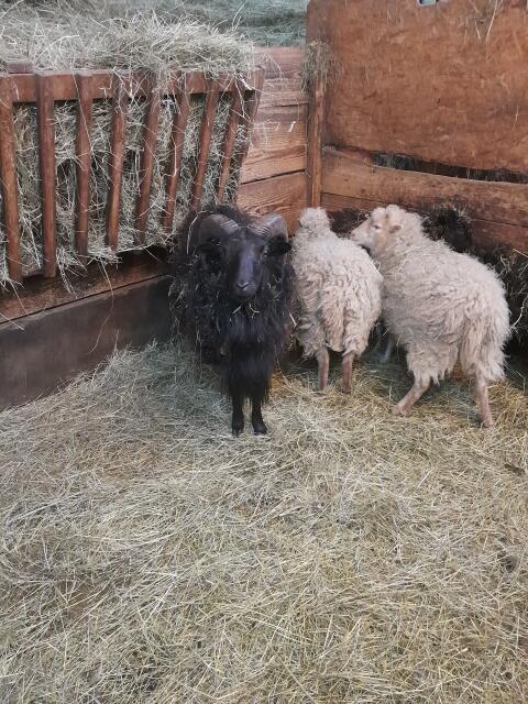 Zwergschaf Widder