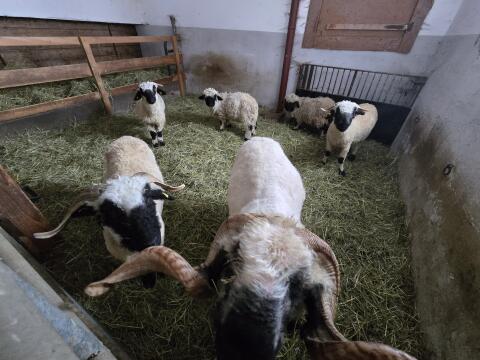 Walliser Schwarznasenschafe