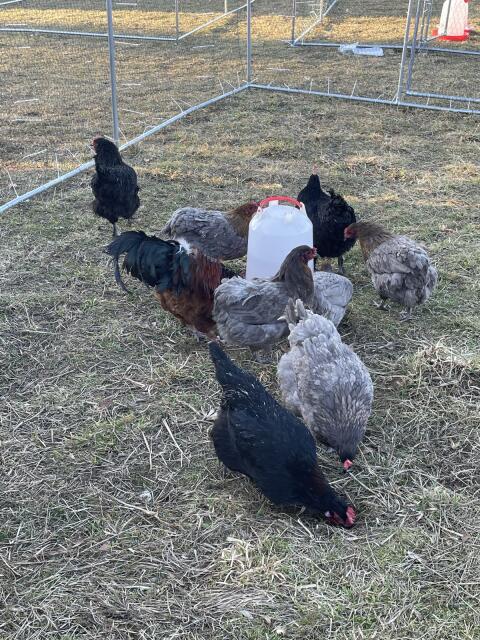 Bruteier Olivleger Grünleger Bunte Eier