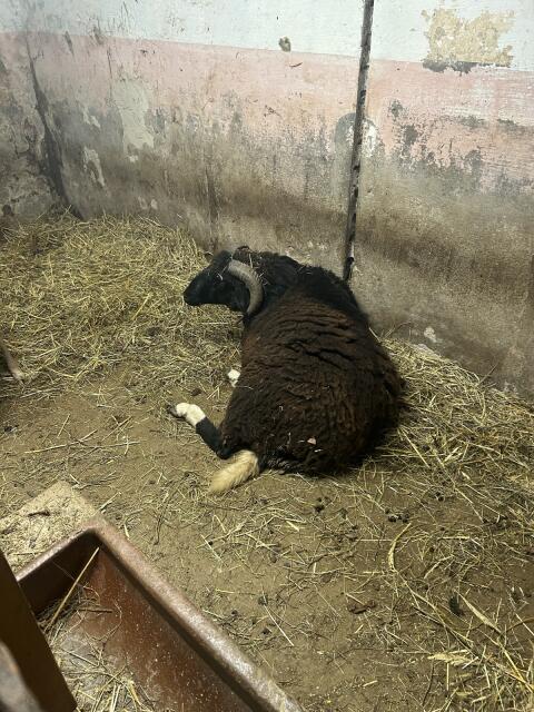 Sehr zutraulicher Schafbock