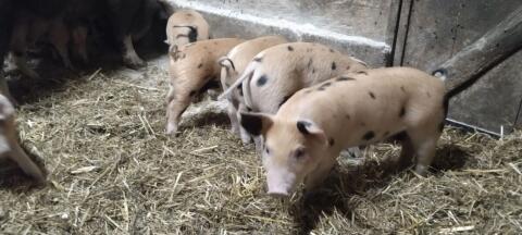 Duroc Mix Ferkel