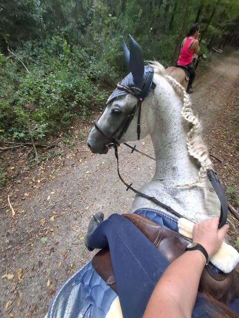 Zuchtstute bzw. Freizeitpferd