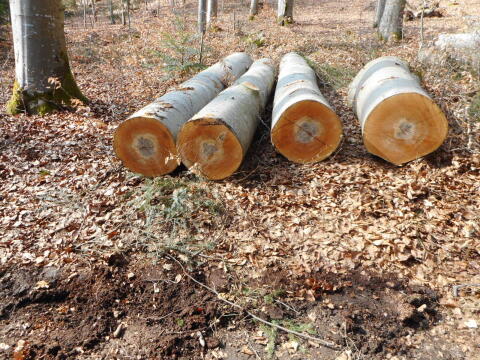Buchen Rundholz Blochholz Buche