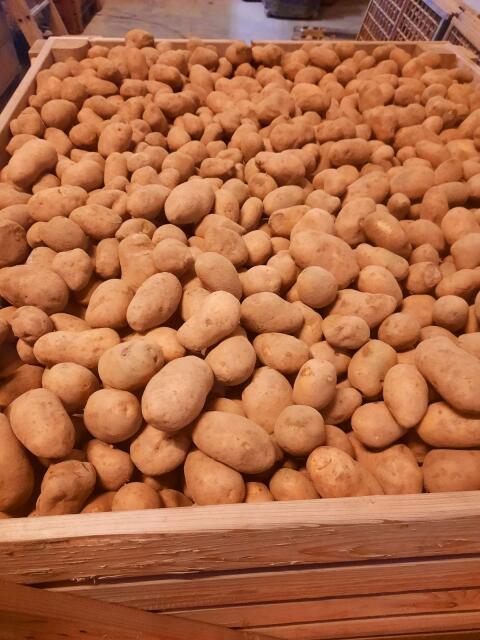 Verkaufe Futterkartoffel