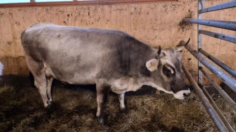 Tiroler Grauviehkuh Bio