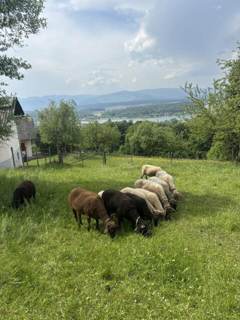 Jura und Jura Kreuzungslämmer