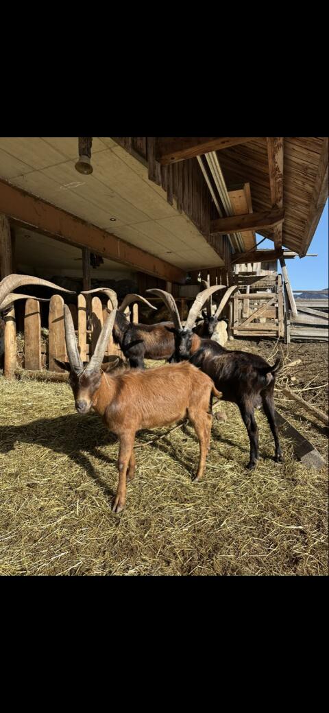 Verkaufe einjährigen Aosta-Bock mit sehr starkem Hornansatz
