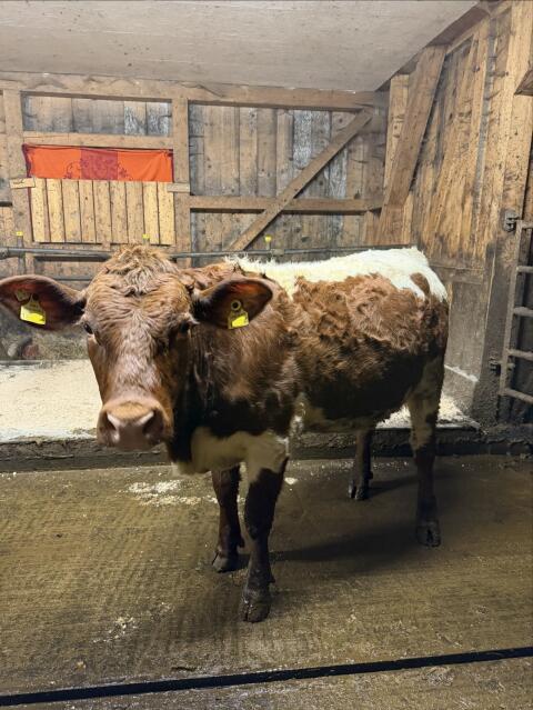 Gen. hornlose trächtige Original Pinzgauer Fleischkalbin