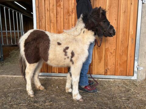 Mini Shetty