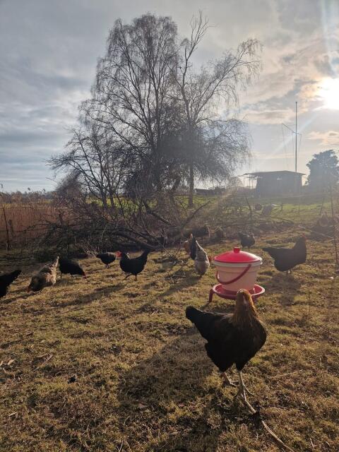 Hühner verschiedene Rasse gesucht