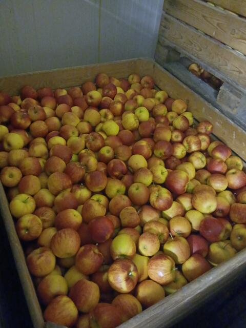 Jonagold Äpfel