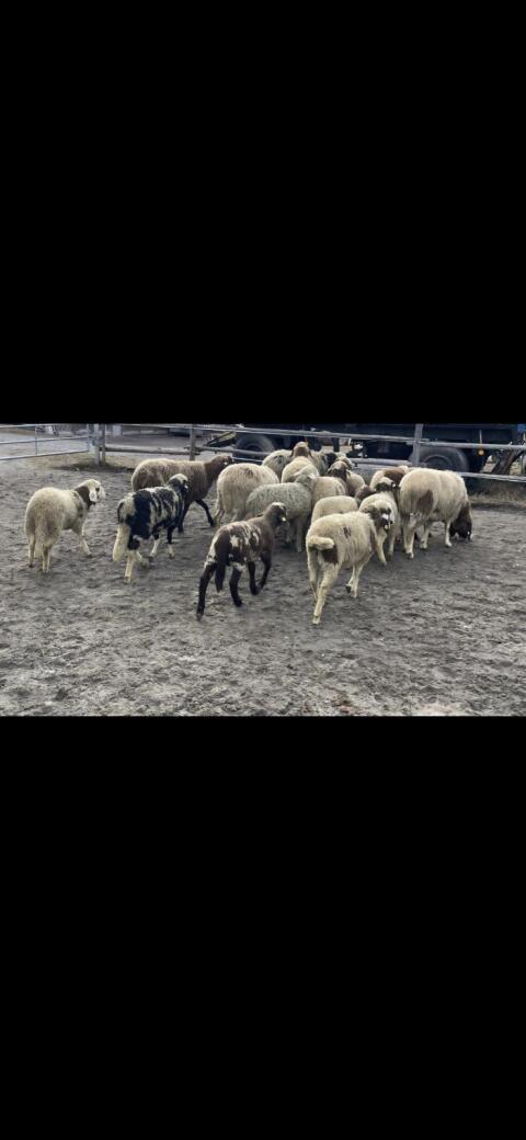 Tscheggen Schafe
