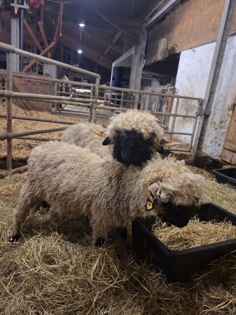 Walliser Schwarznasenschafe