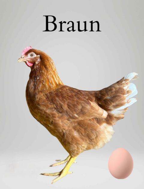 Hühner, Hennen, Legehennen, Junghennen