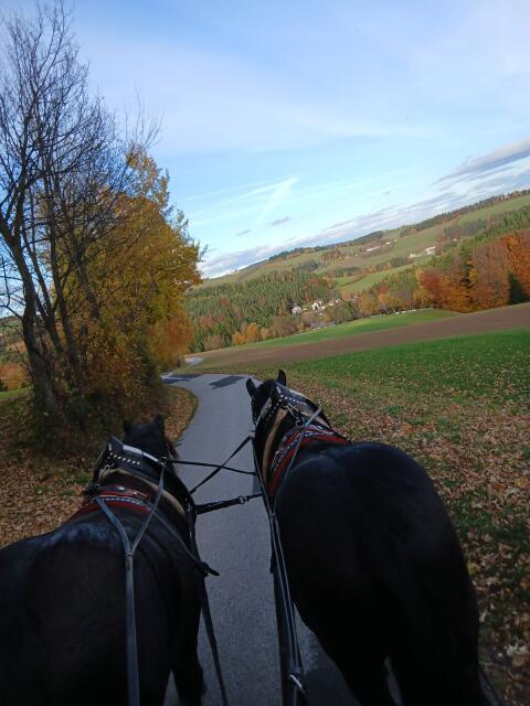 Verkaufe braven Rappwallach