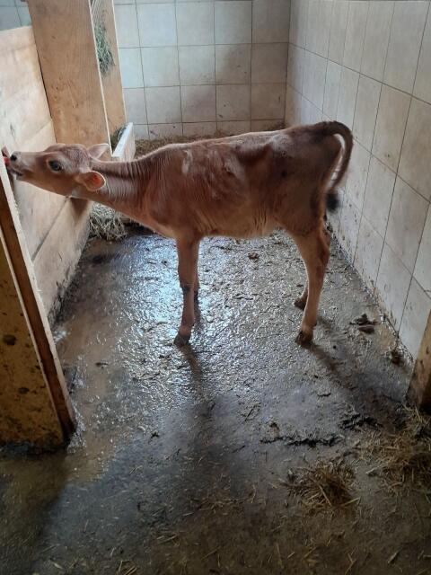Jersey Kalb