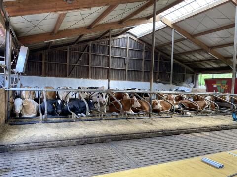 Südtirol Aktion Kuhmatratzen Cowhouse