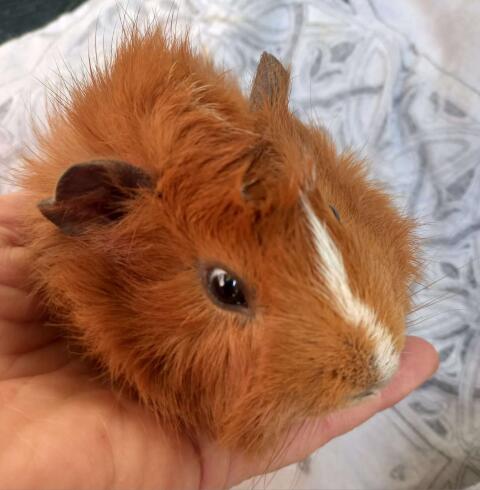 Meerschweinchen