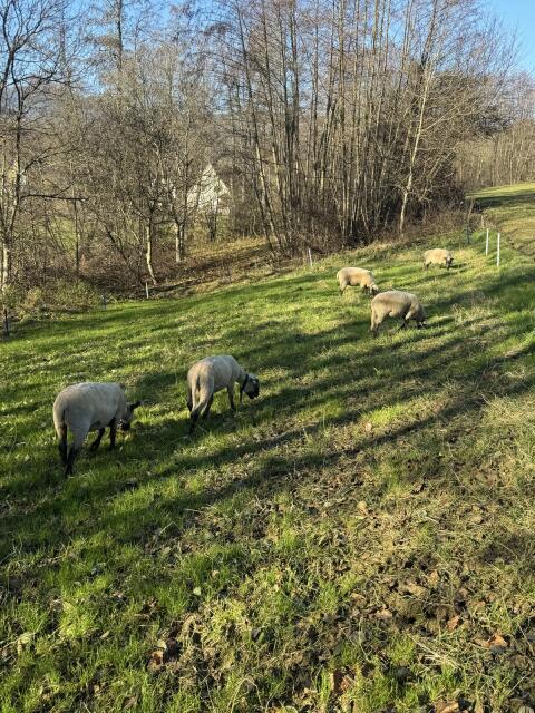 Reinrassige Shropshire