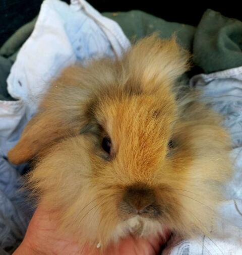 Zwergkaninchen Löwenkopf junge Kaninchen Widderkaninchen