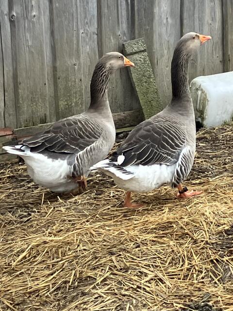 Pommerngans Zuchtpaar