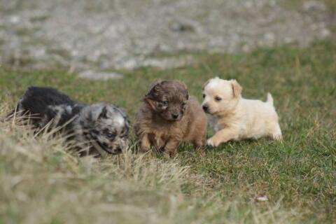 Mu-Chi (Mudi x Chihuahua) Welpen suchen ihren Lebensplatz